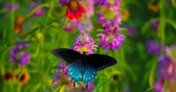 butterfly on wildflowers